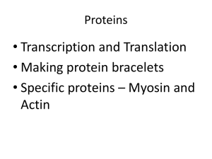 • Transcription and Translation • Making protein bracelets Actin