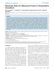 Dictyostelium discoideum Pleiotropic Roles of a Ribosomal Protein in Smita Amarnath