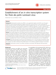 Establishment of an in vitro transcription system Open Access