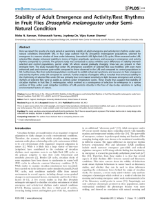 Drosophila melanogaster Stability of Adult Emergence and Activity/Rest Rhythms in Fruit Flies