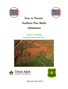 How to Prevent Southern Pine Beetle Infestations A id t