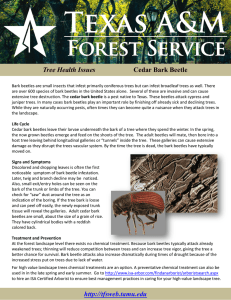 Tree Health Issues  Cedar Bark Beetle