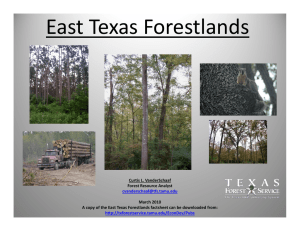East Texas Forestlands