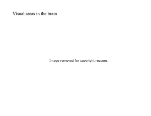 Visual areas in the brain Image removed for copyright reasons.
