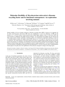 Mycobacterium tuberculosis ribosome Molecular flexibility of