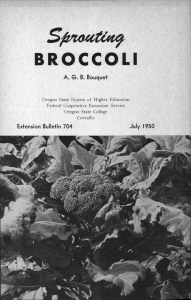 eaa Spw BROCCOLI A. G. B. Bouquet