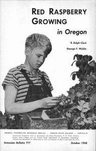 GROWING in Oregon RED RASPBERRY