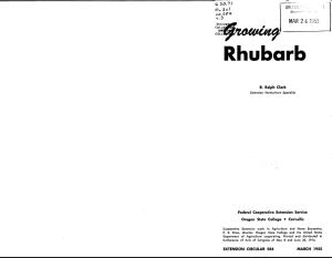Rhubarb MAR24 i55 Oregon State College R. Ralph Clark