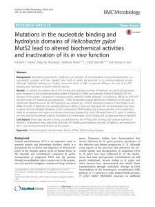 Mutations in the nucleotide binding and hydrolysis domains of Helicobacter pylori