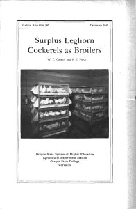 Surplus Leghorn Cockerels Broilers as