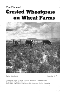 on Wheat Farms Crested Wheatgrass The Place of