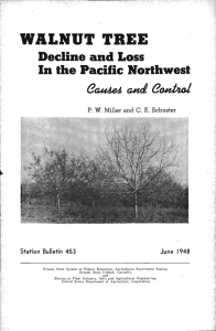 d eii WALNUT TREE Decline and Loss In the Pacific Northwest