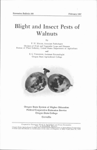 Blight and Insect Walnuts Pests of
