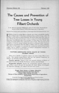 The Causes and Prevention of Filbert Orchards Tree Losses in Young