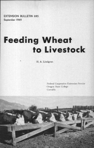 Feeding Wheat to Livestock EXTENSION BULLETIN 695 H. A. Lindgren