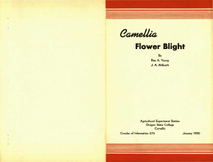 GamelUa Flower Blight
