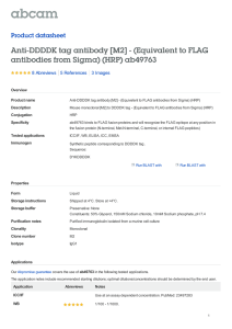 Anti-DDDDK tag Anti-DDDDK tag antibody [M2] - (Equivalent to FLAG