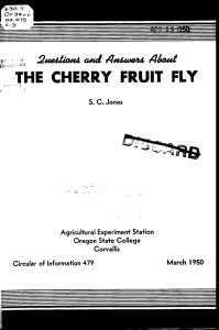 THE CHERRY FRUIT FLY 2eIio#ts a#id 4øswe4s A4out Agricultural Experiment Station