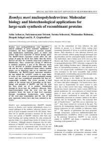 Bombyx mori biology and biotechnological applications for large-scale synthesis of recombinant proteins