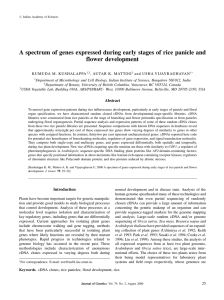 A spectrum of genes expressed during early stages of rice... flower development