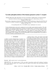 Tyrosine phosphorylation of the human guanylyl cyclase C receptor R B , R