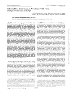 Potyviral NIa Proteinase, a Proteinase with Novel Deoxyribonuclease Activity*