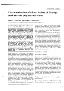 Characterization of a local isolate of nuclear polyhedrosis virus Bombyx mori