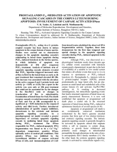 PROSTAGLANDIN F -MEDIATED ACTIVATION OF APOPTOTIC APOPTOSIS: INVOLVEMENT OF CASPASE ACTIVATED DNase