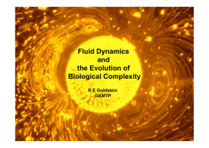 Fluid Dynamics and the Evolution of Biological Complexity