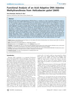 Helicobacter pylori Functional Analysis of an Acid Adaptive DNA Adenine Methyltransferase from 26695