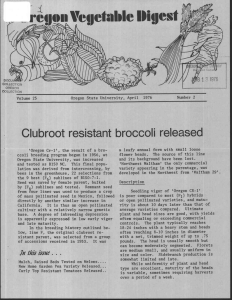 Digest rEuioiu Veqefable Clubroot resistant broccoli released