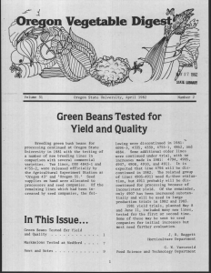 Vegetable Dige Green Beans Tested for Yield and Quality