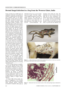 Dermal fungal infection in a frog from the Western Ghats,...  SCIENTIFIC CORRESPONDENCE
