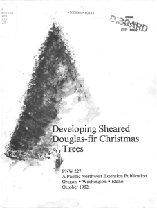 F Douglasfir Christmas Developing Sheared Trees