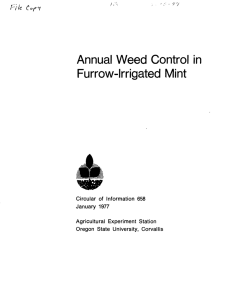 Annual Weed Control in Furrow-Irrigated Mint