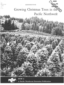 Pacific Northwet Growing Christmas Trees in AOOOOBU4O734O OR