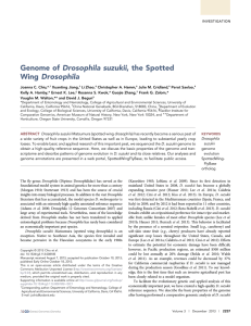Drosophila suzukii, the Spotted Genome of Drosophila Wing