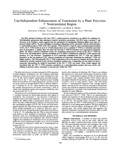 Cap-Independent Enhancement of Translation by Plant Potyvirus Nontranslated Region 5'