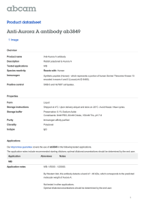 Anti-Aurora A antibody ab3849 Product datasheet 1 Image Overview