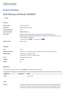 Anti-Nanog antibody ab84447 Product datasheet 1 Image Overview