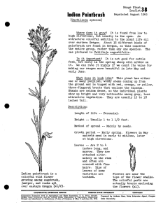 Indian Paintbrush Range Plant * Leaflet j O