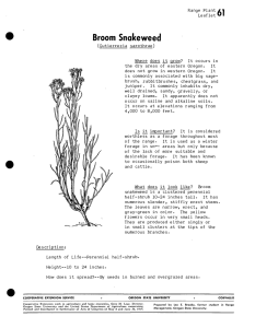 Broom Snakeweed Range Plant # | Ol
