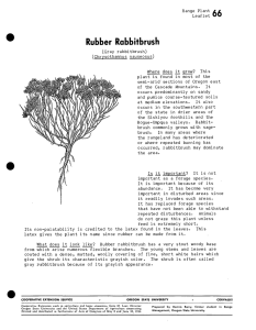 Rubber Rabbitbrush Range Plant  # # Leaflet OO