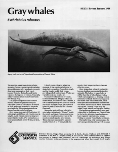 Gray whales Eschrichtius robustus SG 52 / Revised January 1984