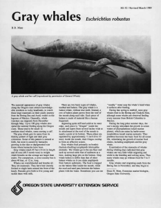 Gray whales Eschrichtius robustus