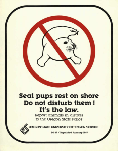 Seal pups rest on shore Do not disturb them! It's the lair.