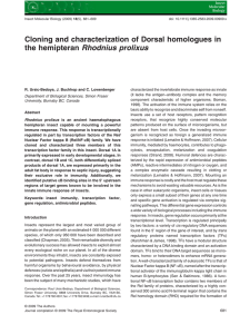 Cloning and characterization of Dorsal homologues in Rhodnius prolixus
