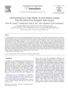 Characterization of Aedes Dredd: A novel initiator caspase