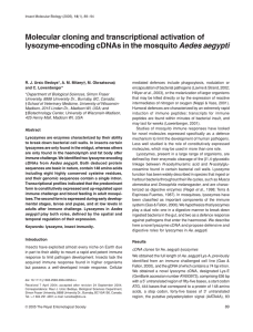 Molecular cloning and transcriptional activation of lysozyme-encoding cDNAs in the mosquito