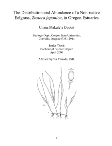 The Distribution and Abundance of a Non-native Zostera japonica  Chana Makale’a Dudoit